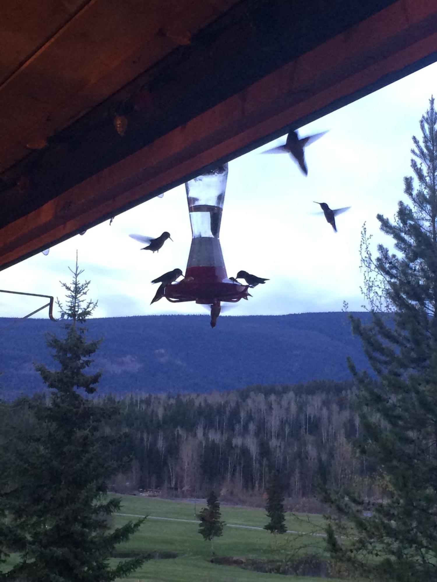 Helmcken Falls Lodge Cabin Rooms&RV Park Clearwater Buitenkant foto